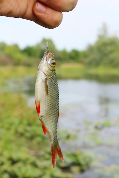 rudd caught on the hook in the hand