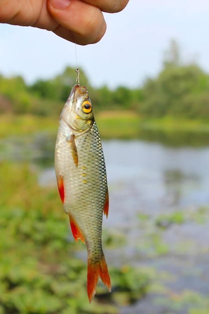 rudd caught on the hook in the hand