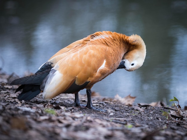 Ruddy bergeend Vogels in het park Ornithologie Watervogels watervogels Bescherming van de natuur