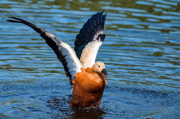 Ruddy Bergeenden of Tadorna ferruginea zwemmen in een meer