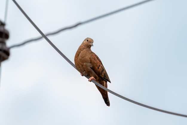 Ruddy Ground Dove