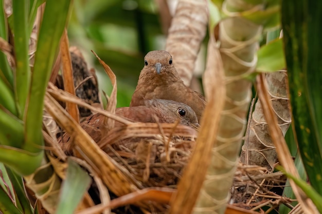 Ruddy Ground Dove