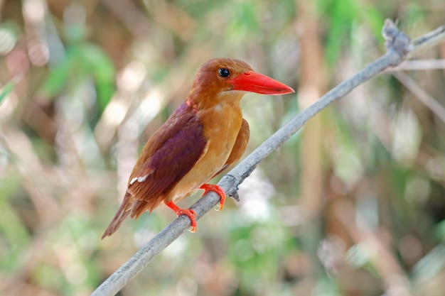 Ruddy Kingfisher Halcyon coromanda Prachtige vogels van Thailand