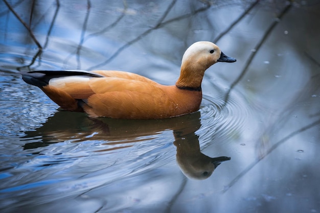 写真 公園内のアカツクシガモ鳥類学水鳥水鳥自然の保護