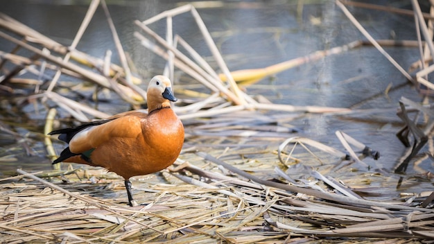 Ruddy shelduck birds in the park ornithology water birds\
waterfowl protection of nature