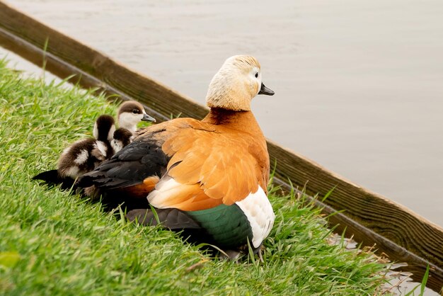 Ruddy shelduck Tadorna ferruginea duck cower her ducklings with wings