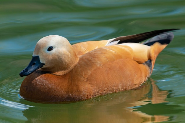 Ruddy shelduck Tadorna ferruginea Malaga Spain