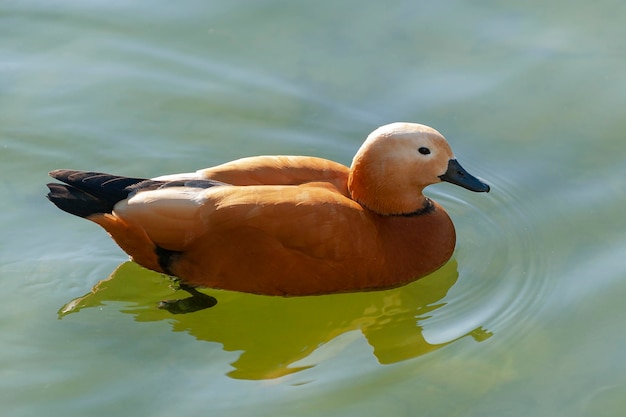 Ruddy shelduck Tadorna ferruginea Malaga Spain