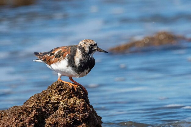 Ruddy turnstone Arenaria interpres Malaga Spain