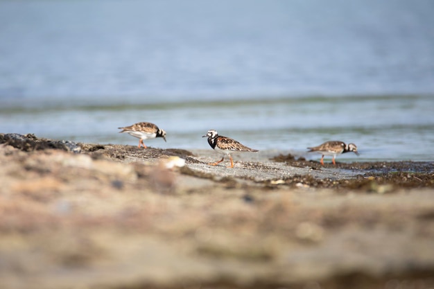 血色の良いターンストーン鳥 - 繁殖羽 - 孤独に立っている海岸に