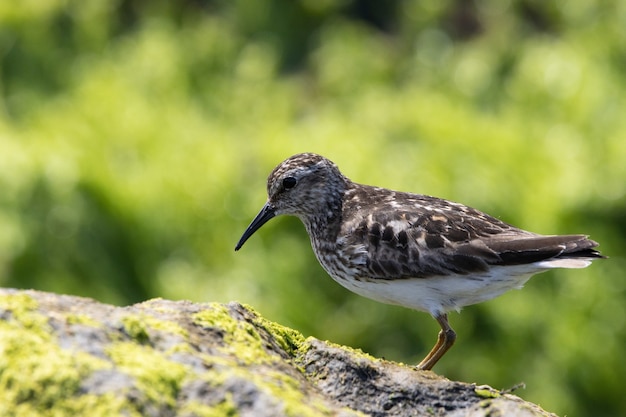 Ruddy turnstone arroccato su una roccia ricoperta di alghe in riva all'oceano