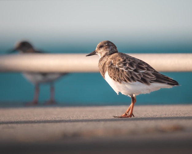 Foto turnstones rossi in piedi sul molo della pesca a fort de soto florida