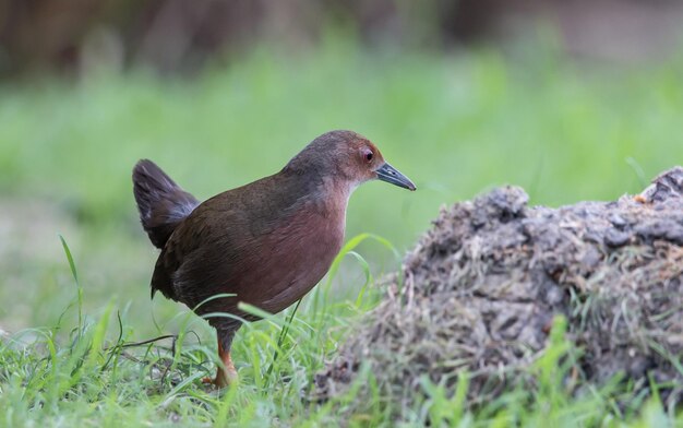 野原の横で餌を求めて歩くアカガシラクイナ