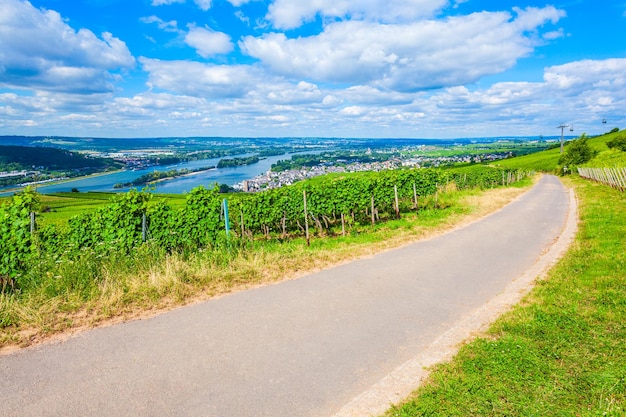 Rudesheim am rhein vigneti germania