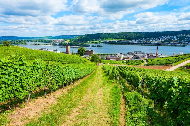 Rudesheim am rhein wijngaarden duitsland