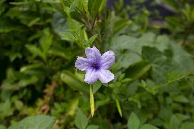 사진 루엘리야 투베로사 (ruelilia tuberosa)