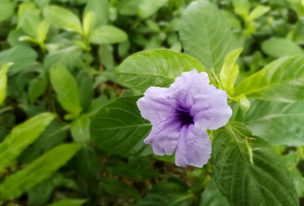 自然な背景を持つルイラソウの花