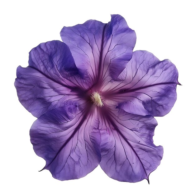 Ruellia Flower With Deep Purple and Funnel Shaped Color the Clipart Isolated on White BG Natural