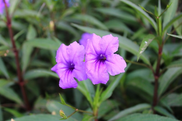 Ruellia simplex the Mexican petunia Mexican bluebell or Britton's wild petunia