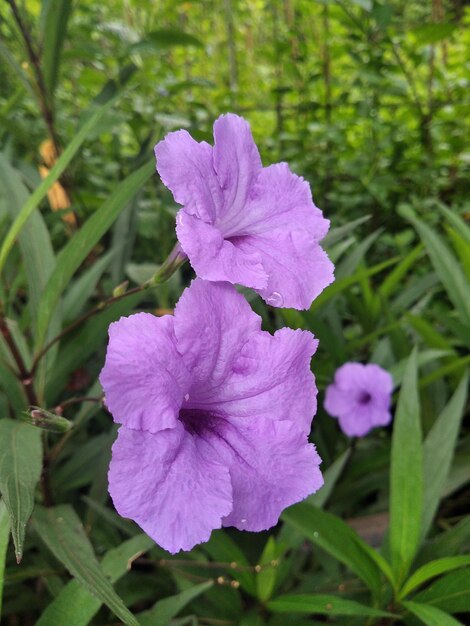 Ruellia tuberosa eyeemnewhere