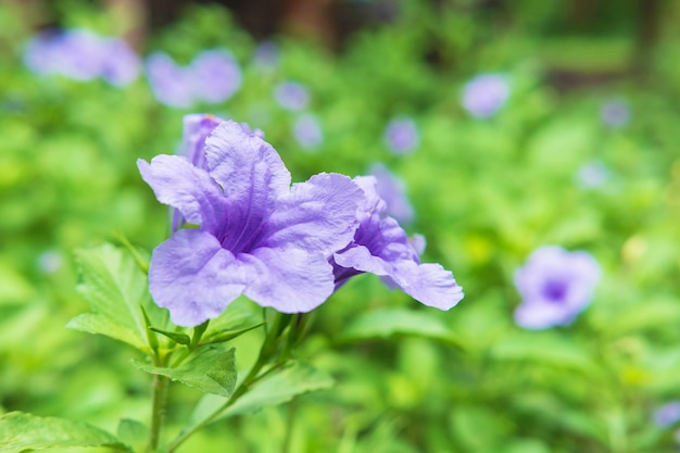 Ruellia tuberosa Flower Background