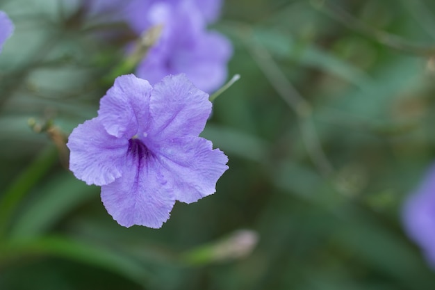 Ruellia tuberosa violet flower