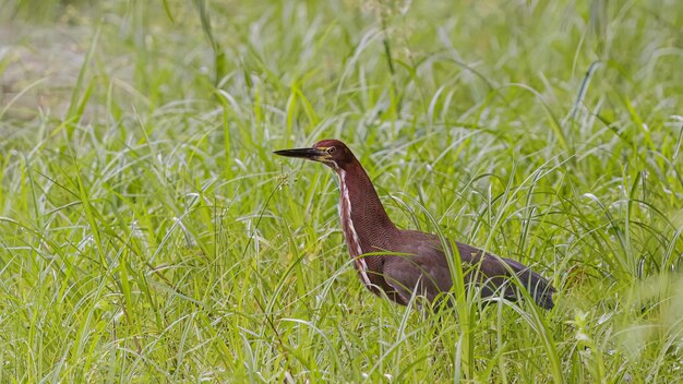 Rufescent Tiger Heron Animal