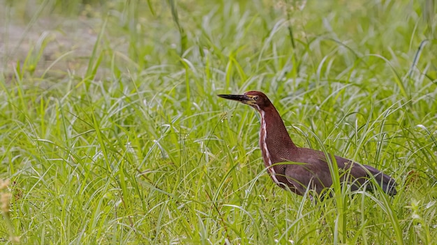 Photo rufescent tiger heron animal