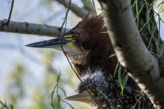 Photo rufescent tiger heron