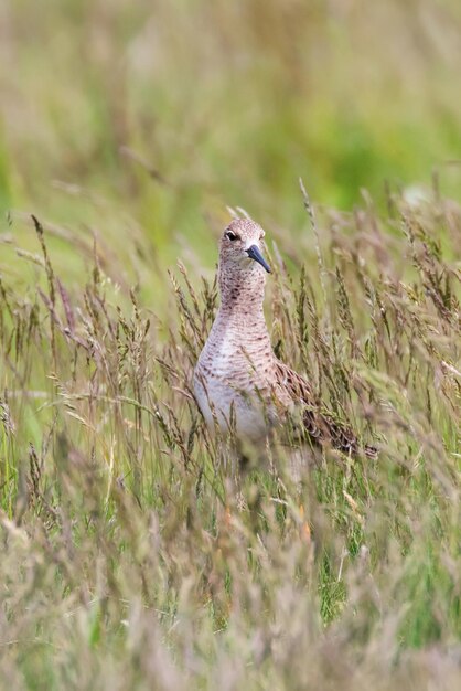 Ruff Bird on Grassland Philomachus pugnax Ruff Wader Bird