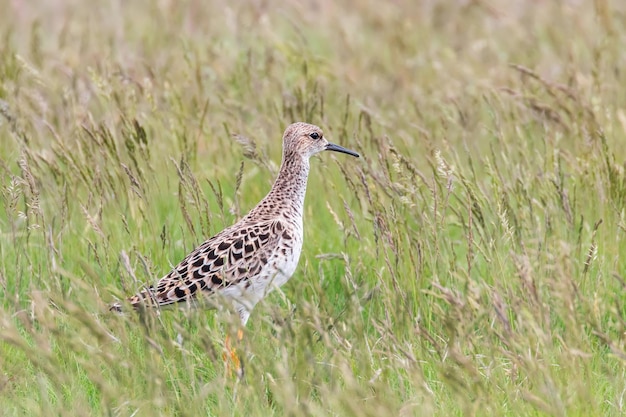 Ruff Bird on Grassland Philomachus pugnax Ruff Wader Bird