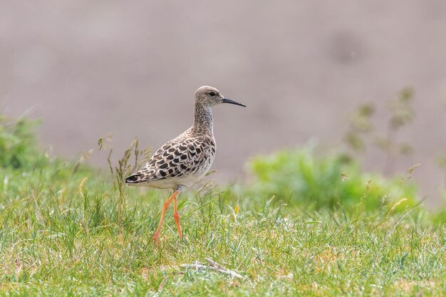 Foto ruff bird (philomachus pugnax) ruff wader bird