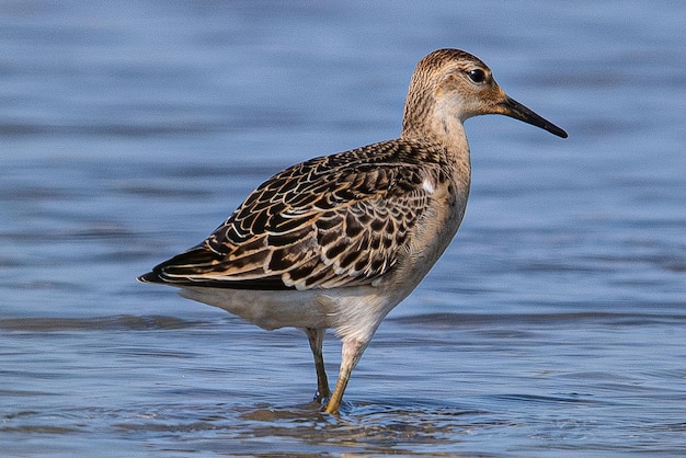 Photo the ruff calidris pugnax is a species of cocked bird common in aiguamolls emporda girona spain