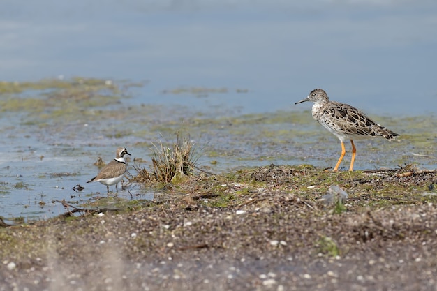 エリマキシギ（Calidris pugnax）とコチドリ（Charadrius dubius）が岸に一緒に立っています