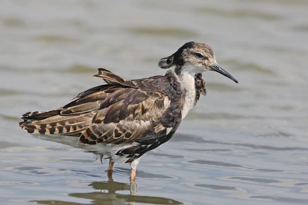 脱皮のクローズアップ中のエリマキシギ（Calidris pugnax）。