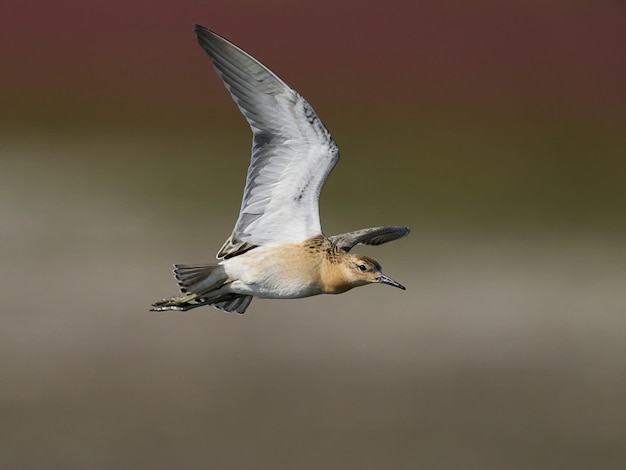 Ruff Calidris pugnax