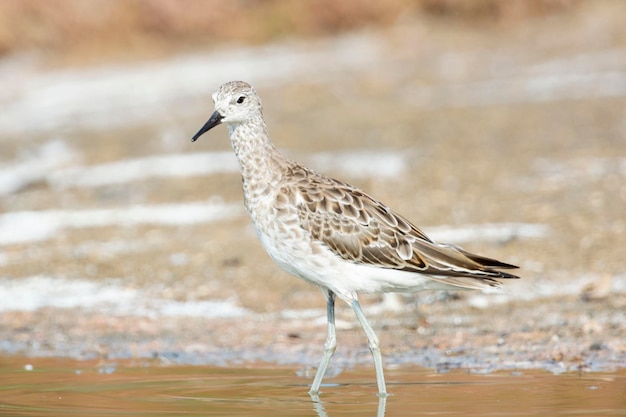 Ruff Philomachus pugnax 말라가 스페인