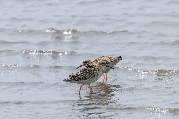 Ruff Wader Bird (Philomachus pugnax) Ruff in Water