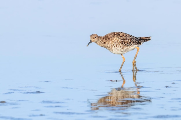 エリマキシギ水鳥（Philomachus pugnax）エリマキシギ