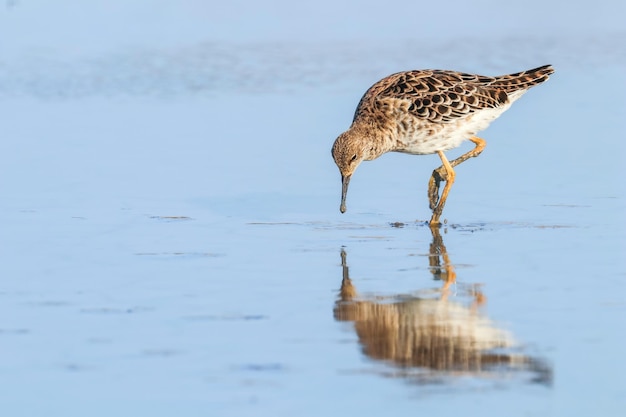 Ruff water bird (Philomachus pugnax) Ruff in water