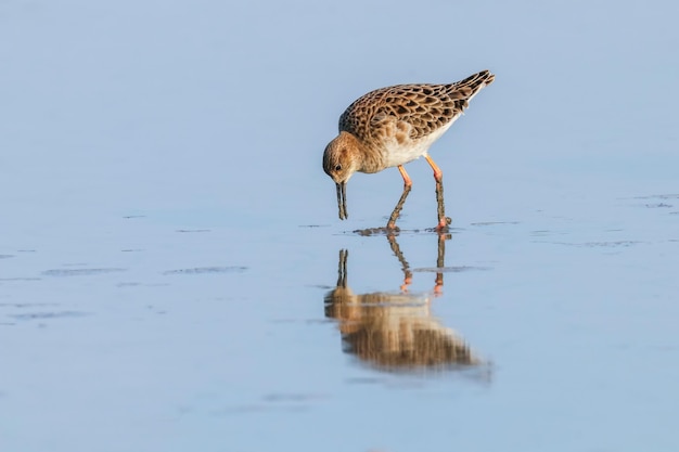 Ruff water bird (Philomachus pugnax) Ruff in water