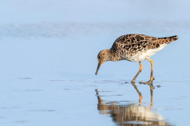 Ерш водоплавающая птица (Philomachus pugnax) Ерш в воде