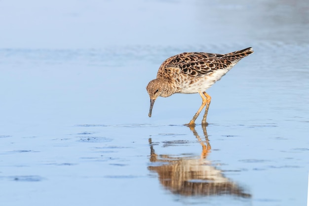 Ruff water bird (Philomachus pugnax) Ruff in water