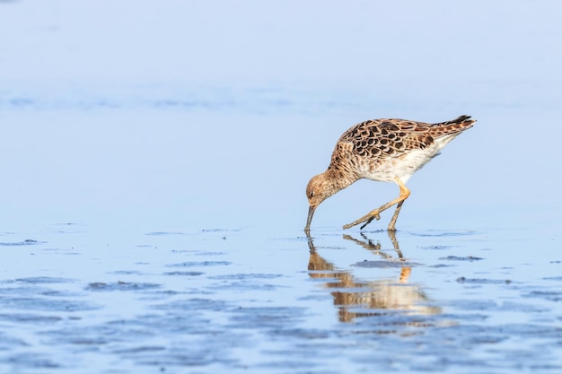 Ерш водоплавающая птица (Philomachus pugnax) Ерш в воде