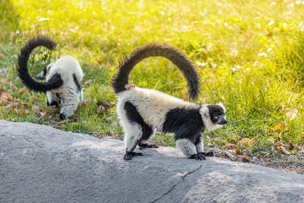 ruffed black and white lemur or in Latin Varecia variegata is endemic to Madagascar with the threat of extinction
