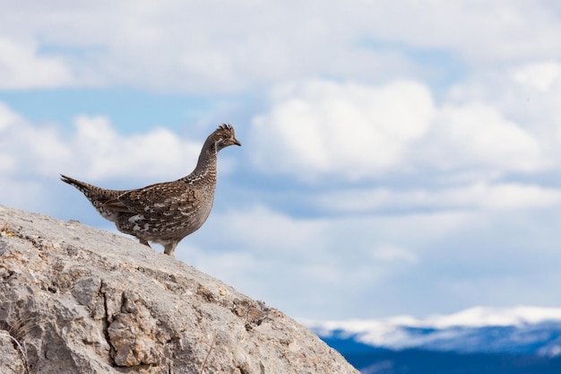 Ruffed Grouse Bonasa umbellus bird watching