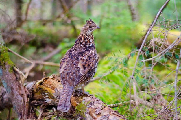 Ruffed grouse zit op een omgevallen boom