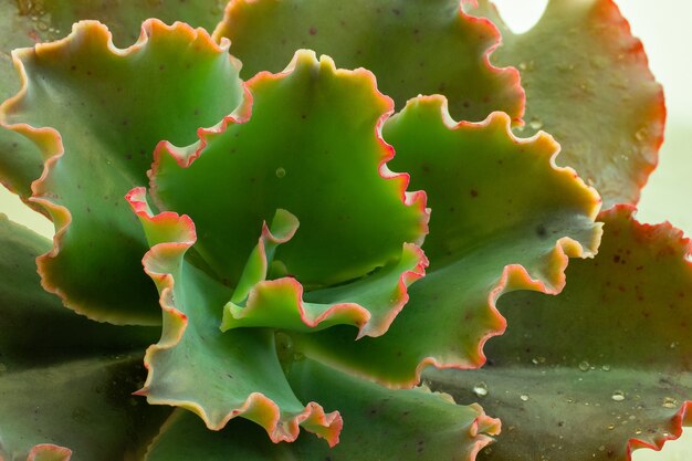 Ruffled hybrid curl echeveria close up