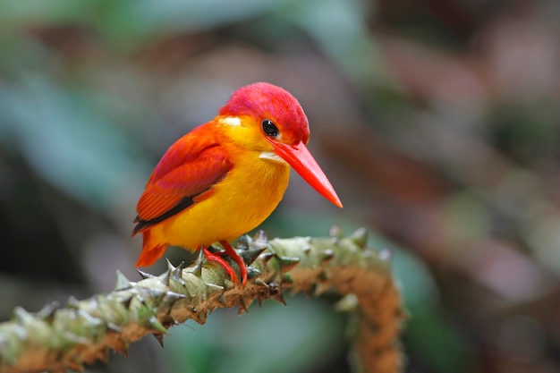 Rufous 백업 Kingfisher 태국의 아름다운 새들