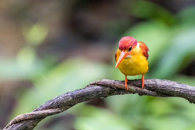 Rufous 지원 Kingfisher 조류 자리 잡고 및보고